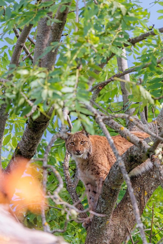 A Eurasian lynx (Lynx lynx) sits high up in a tree on a sunny day and looks towards the camera