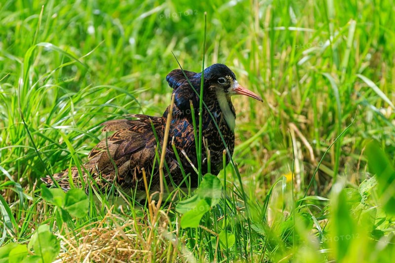 A bird sits quietly in the green grass of a meadow, well camouflaged by its surroundings, ruff (Calidris pugnax, syn.: Philomachus pugnax), courtship display, France