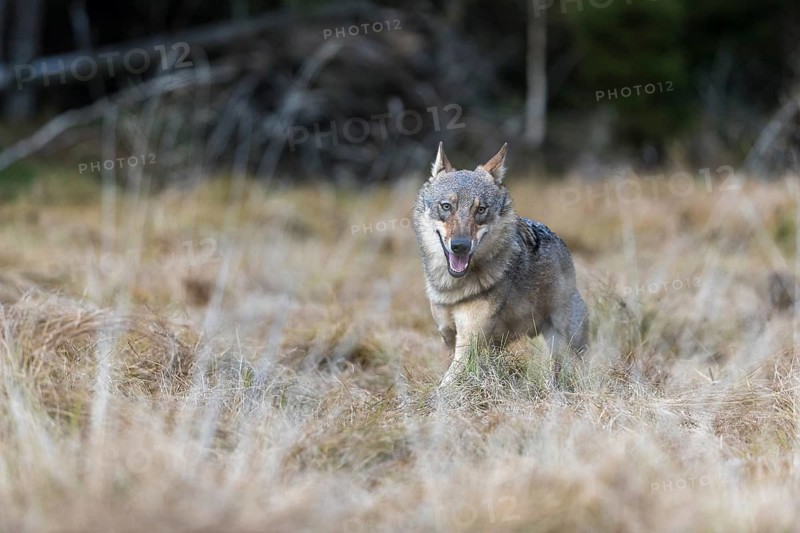 One young male eurasian gray wolf (Canis lupus lupus) running over a meadow with tall grass. A dark forest in the background