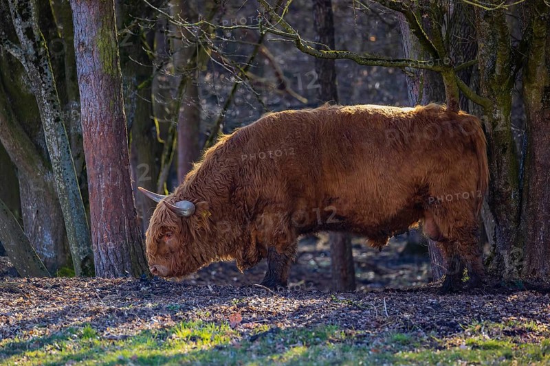 One Highland bull (Bos (primigenius) taurus) stands at a forest edge