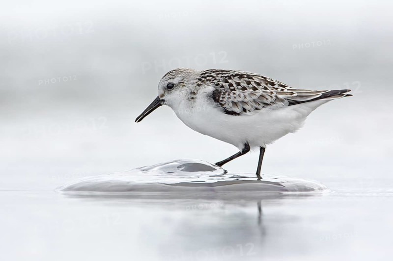 Sanderling (Calidris alba), Mecklenburg-Western Pomerania, Germany