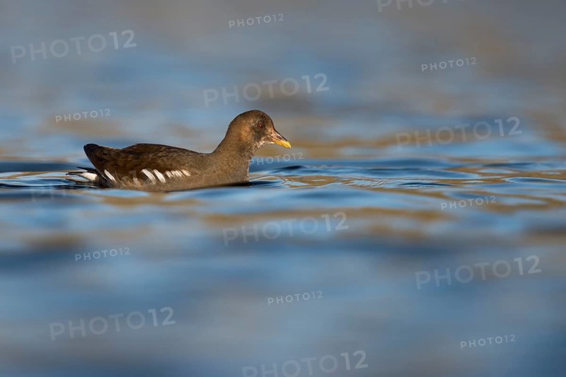 Water Rail (Rallus aquaticus) foraging, North Rhine-Westphalia, Germany