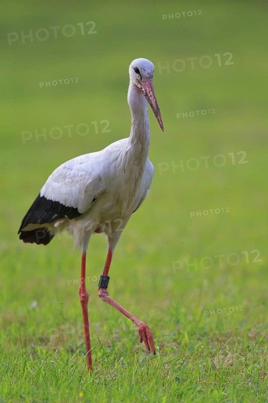 White Stork (Ciconia ciconia) male, North Rhine-Westphalia, Germany