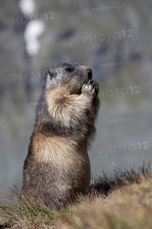 One adult Alpine Marmot, Marmota marmota, sitting erected, feeding on something. Großglockner mountain range in the background