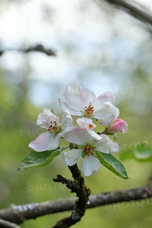 Apple blossoms (Malus), white blossoms with bokeh in the background, Wilnsdorf, North Rhine-Westphalia, Germany