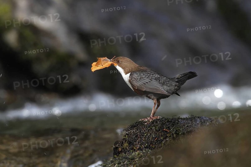 White-throated Dipper (Cinclus cinclus), Lower Saxony, Germany