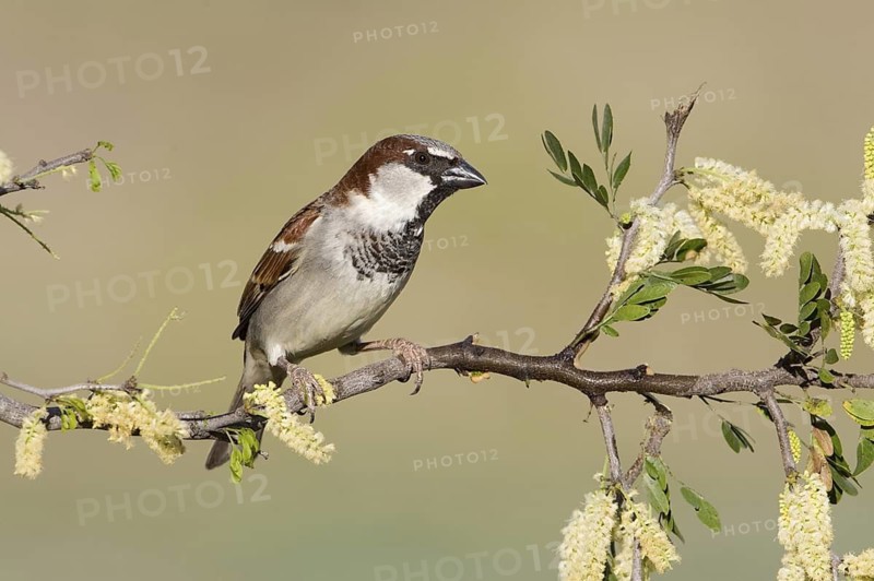 House Sparrow (Passer domesticus) male, British Columbia, Canada
