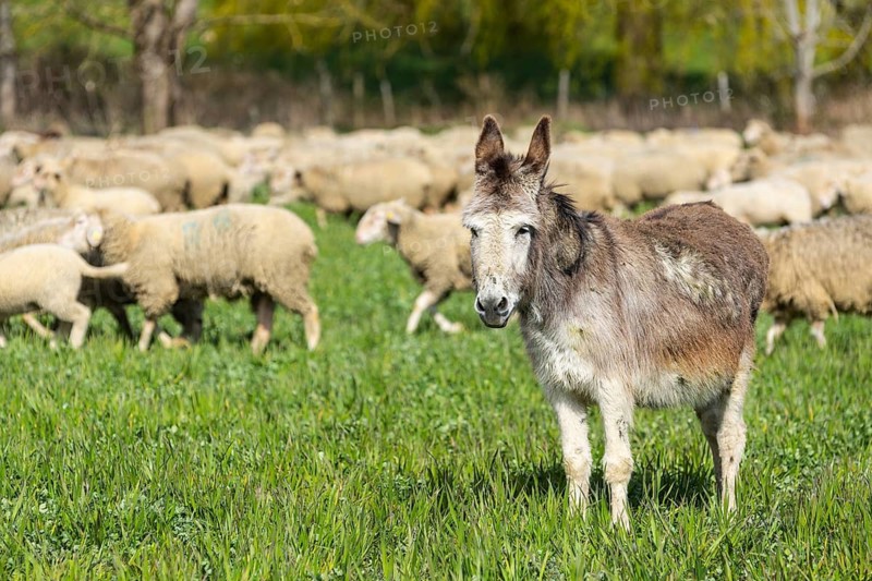 Domestic donkey (Equus asinus asinus) between sheep (Ovis) on pasture, Salem, Lake Constance region, Baden-Württemberg, Germany