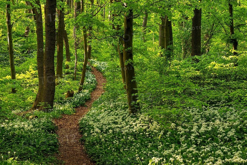 A picturesque winding path or forest path lined with white flowering wild garlic (Allium ursinum) leads through an idyllic green deciduous forest in spring, Ith, Eschershausen, Weserbergland, Lower Saxony, Germany