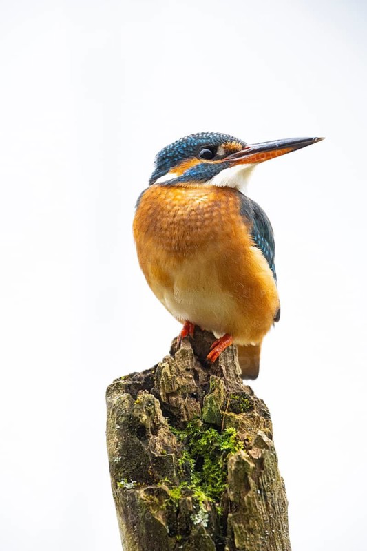 Kingfisher (Alcedo atthis) wbl Germany