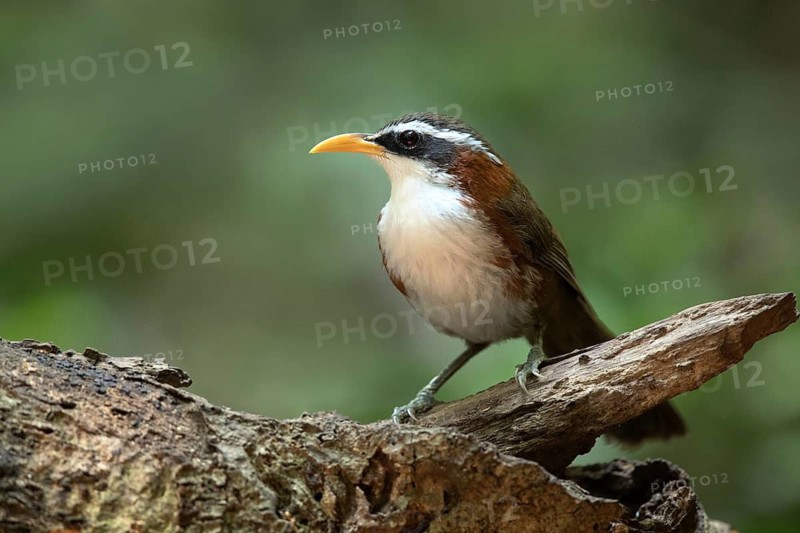 White-browed Scimitar Babbler (Pomatorhinus schisticeps), Bidoup National Park, Vietnam