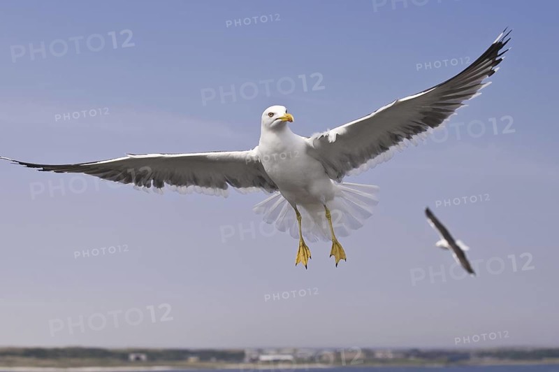 Lesser Black-backed Gull (Larus fuscus) flying, Texel, Netherlands