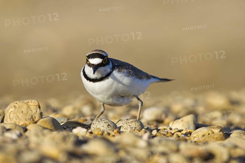 Little Ringed Plover (Charadrius dubius) at nest with eggs, North Rhine-Westphalia, Germany