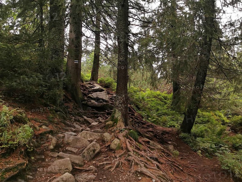 Forest trail with visible tree roots and rocks, surrounded by conifers, Zakopane, hiking in the High Tatras National Park, Carpathian Mountains, Poland