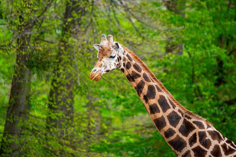 Reticulated giraffe (Giraffa camelopardalis reticulata), portrait, Germany