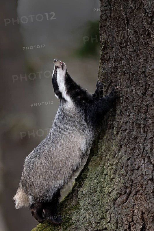 European badger (Meles meles), Bitburg, Rhineland-Palatinate, Germany
