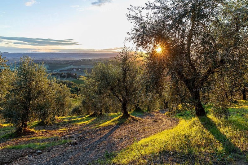 Path through an olive grove at sunrise, hilly landscape near San Gimignano, Province of Siena, Tuscany, Italy