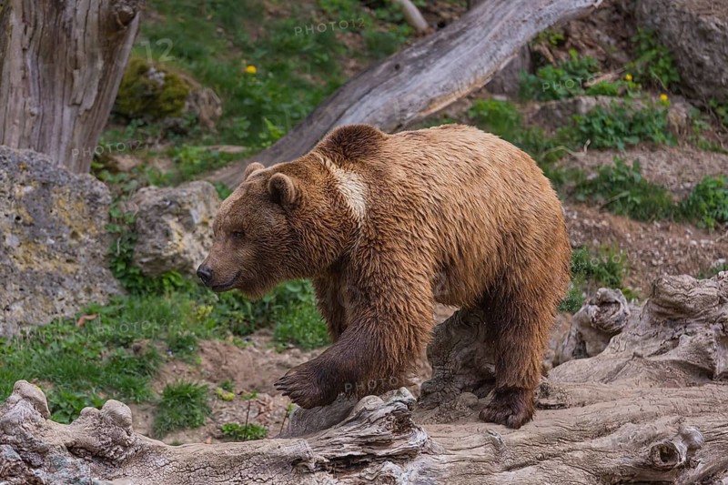 One adult male Eurasian brown bear (Ursus arctos arctos) waling over grass and rocks on hilly ground