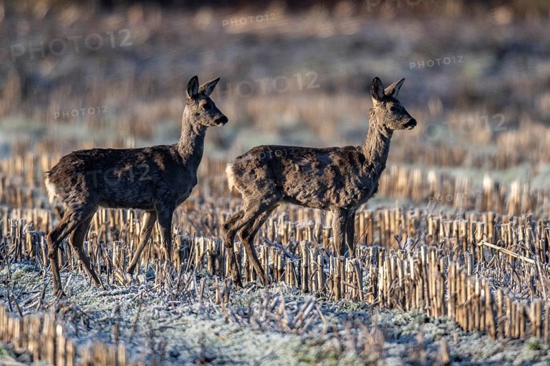 Roe deer (Capreolus capreolus), Emsland, Lower Saxony, Germany