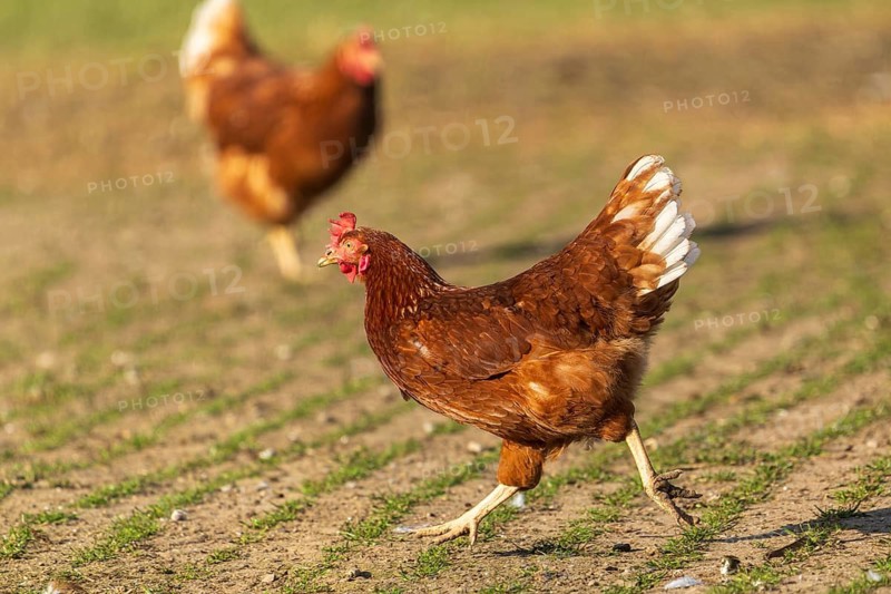 A brown hen with white feathers standing on a ploughed field, domestic fowl, Rhineland-Palatinate, Germany