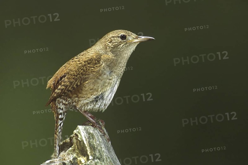 House Wren (Troglodytes aedon), Ohio, USA
