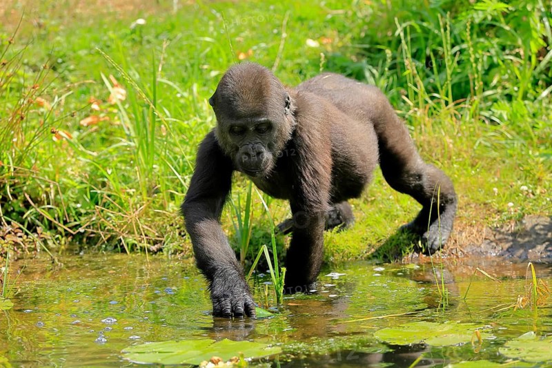 Western gorilla (Gorilla gorilla), young animal, at the water, splashing, playing, discovering