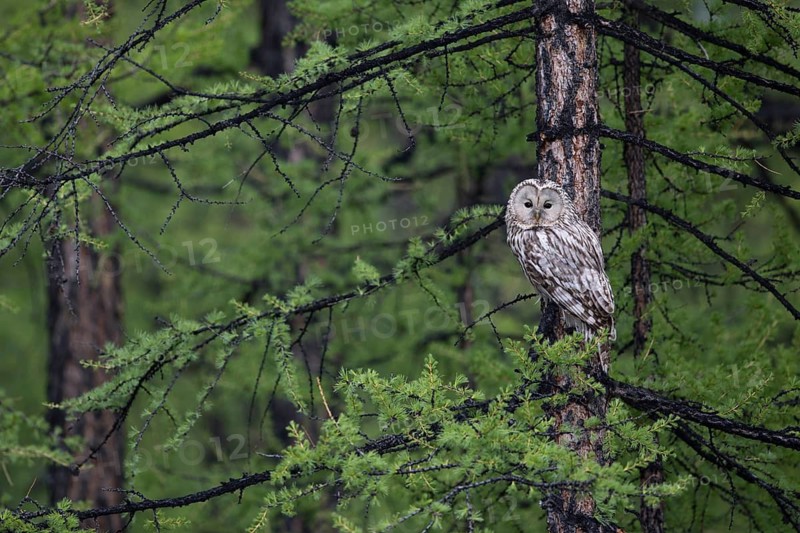 Ural Owl (Strix uralensis yenisseensis) perched in tree, Lake Khuvsgul, Mongolia