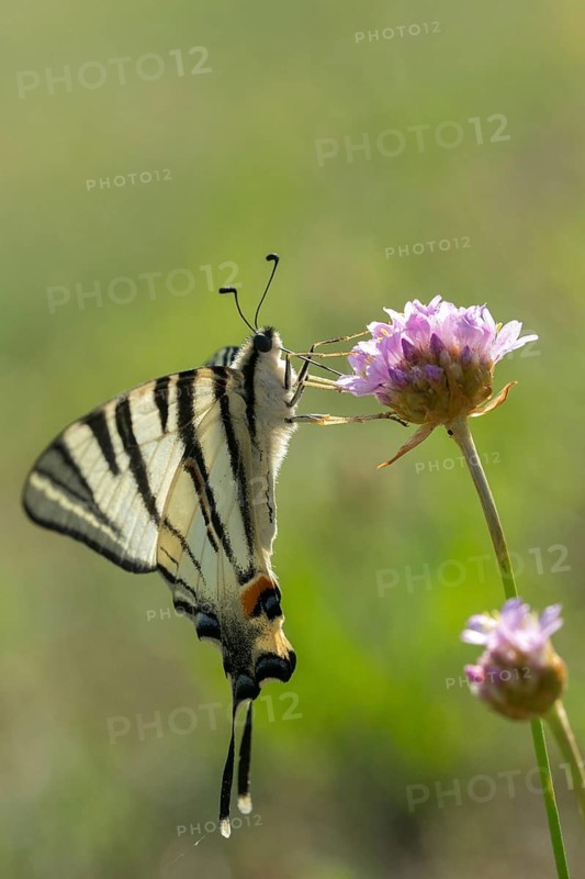 Iphiclides Podalirius, Scarce Swallowtail, Butterfly, High Size, Portrait, Insects, Pear Tree Swallowtail, Sail Swallowtail, Butterfly, Butterflies