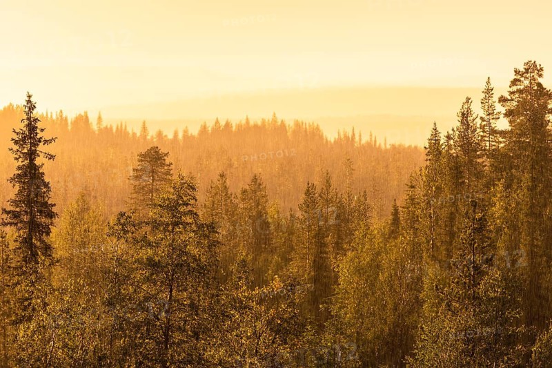 Rain shower over forest area, Gällivare, Norrbotten, Lapland, Sweden, August 2020