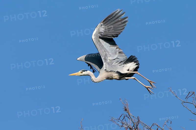 Grey Heron (Ardea cinerea) flying, Lower Saxony, Germany