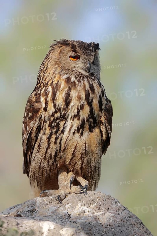 Eurasian eagle-owl (Bubo bubo), France