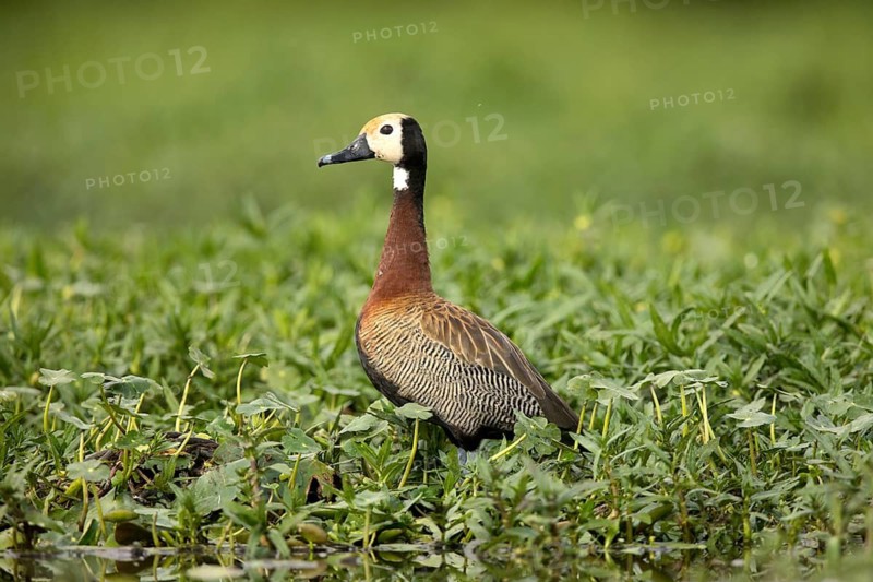White-faced Whistling Duck (Dendrocygna viduata), Lake Ziway, Ethiopia