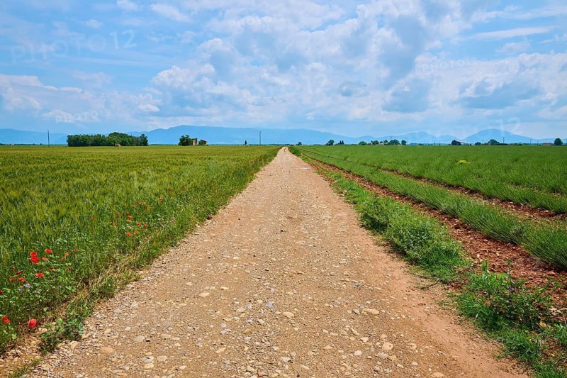 A dirt track leads straight ahead through green grain fields and lavender fields (Lavandula), summer, Valensole, Alpes-de-Haute-Provence, Provence-Alpes-Cote d'Azur, France