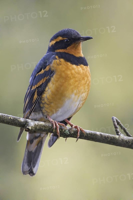 Varied Thrush (Ixoreus naevius), British Columbia, Canada