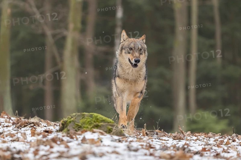 One young male eurasian gray wolf (Canis lupus lupus) running towards the camera over a forest floor with dead brown leaves on the ground