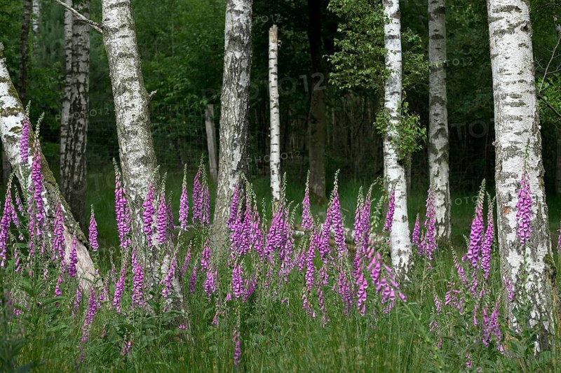 Common foxglove (Digitalis purpurea) and birch trees (Betula pendula), Lower Rhine, North Rhine-Westphalia, Germany