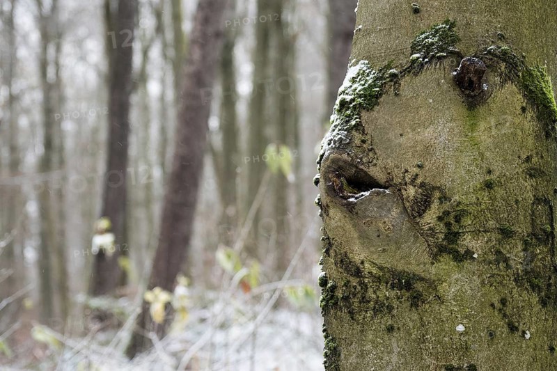 A tree trunk with moss, fish head-like growth, in a wintry forest with a mysterious atmosphere, Hesse, Germany