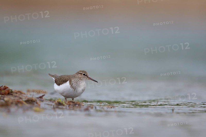 Common Sandpiper (Actitis hypoleucos) foraging, North Rhine-Westphalia, Germany