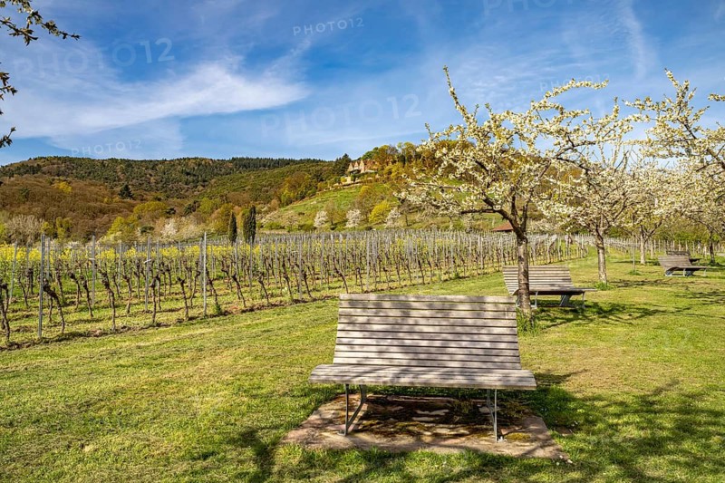 Sunbeds in the vineyard near Sankt Martin, Southern Wine Route, Rhineland-Palatinate, Germany