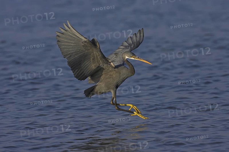 Western Reef Heron (Egretta gularis) flying, Oman