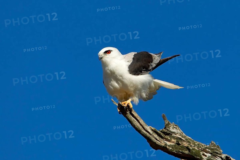 Black-shouldered Kite (Elanus axillaris), Victoria, Australia