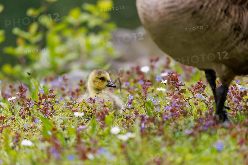 Canada goose (Branta canadensis), Germany