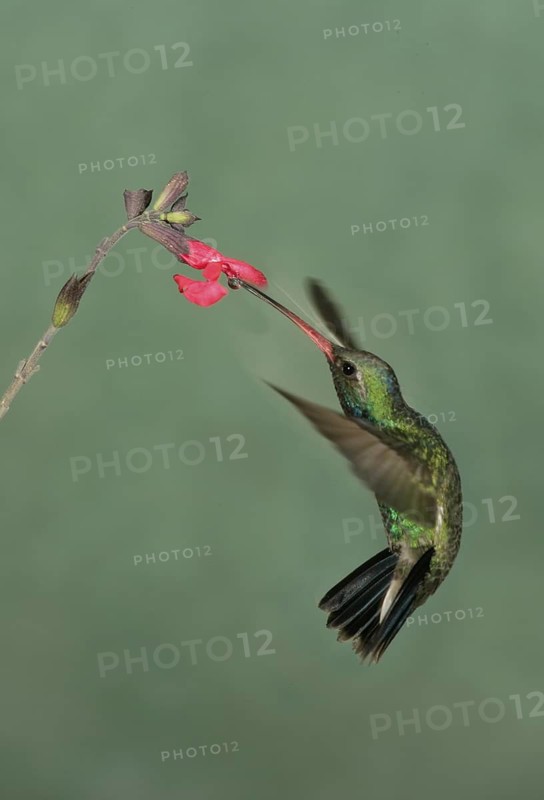 Broad-billed Hummingbird (Cynanthus latirostris), Arizona, USA