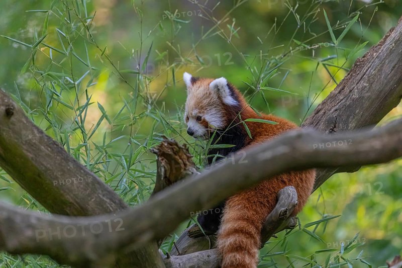 One red panda, Ailurus fulgens, sitting on a branch of a dead tree. Fresh green vegetation in the background
