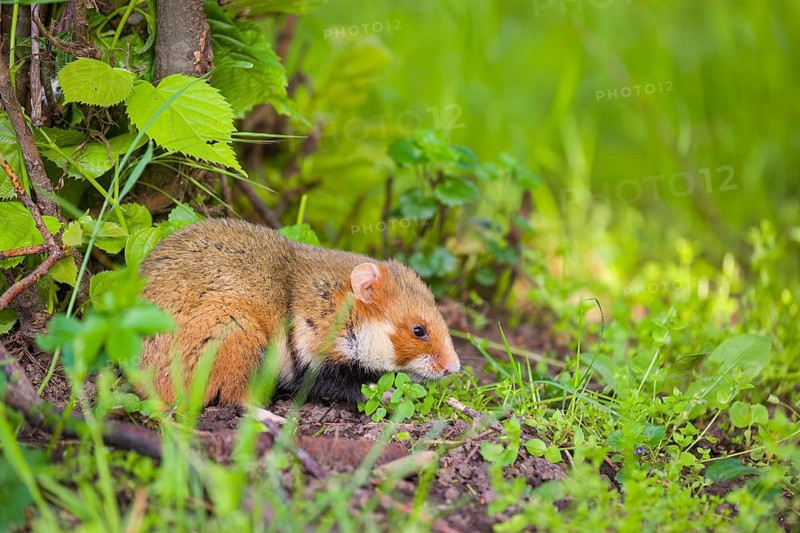 A European hamster (Cricetus cricetus), Eurasian hamster, black-bellied hamster or common hamster, collects herbs, grass and daisies on a meadow