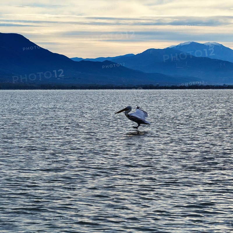 Single Dalmatian Pelican (Pelecanus crispus) landing, Lake Kerkini, Lake Kerkini, dawn, Central Macedonia, Greece