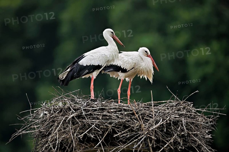 White storks (Ciconia ciconia), pair standing on eyrie, Canton Aargau, Switzerland