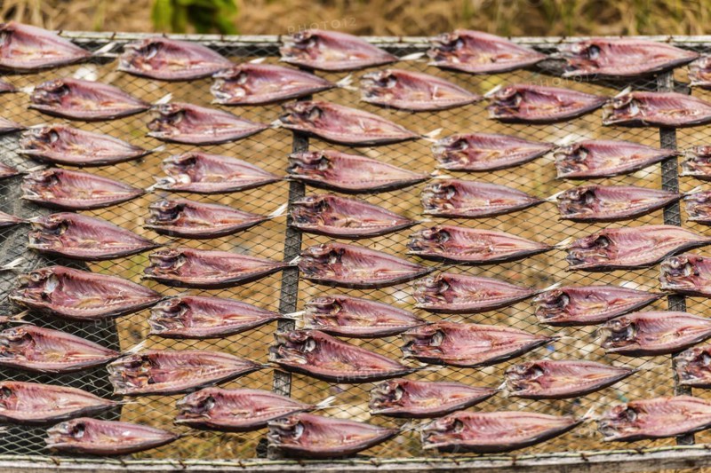Mackerel drying in the sun, fish, drying, sun, tradition, traditional, dried, dried, salt, salted, preservation, food, nutrition, Asian, shelf life, open air drying, dried fish, regional, halved, gutted, work, fisherman, fishing, surprise, environment, sea, sea fish, fish stock, Thailand