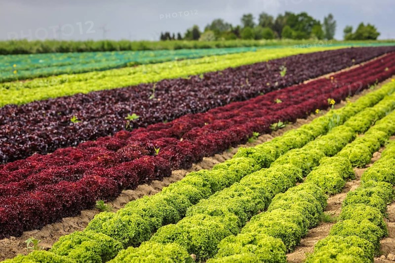 Soest, Sauerland, North Rhine-Westphalia, Germany - Vegetable cultivation, lettuce plants grow in rows in the field, oak leaf lettuce (Lactus sativa var. crispa), also known as oak leaf lettuce or American lettuce, and Lollo Bianco and Lollo Rosso