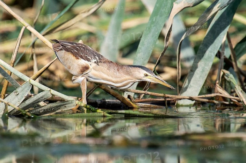 Little Bittern (Ixobrychus minutus) female, Eilat, Israel